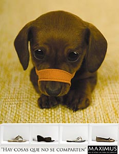 Maximus, campa&ntilde;a perra